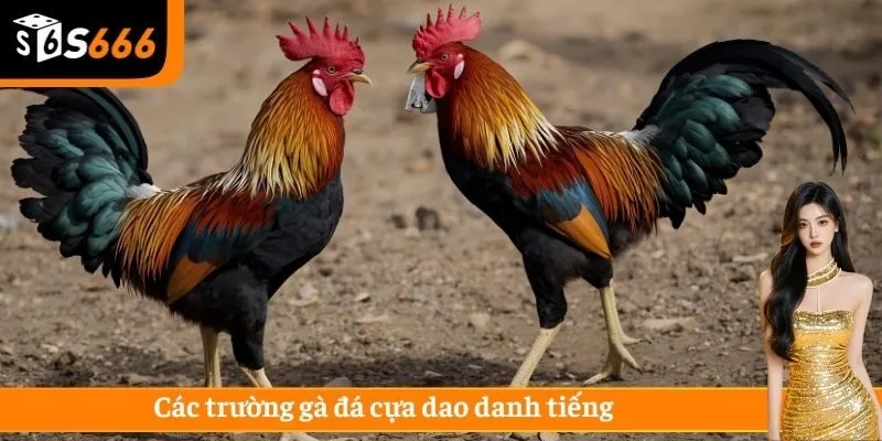 Đá gà cựa dao tại Campuchia là trường gà nổi tiếng và uy tín hàng đầu 