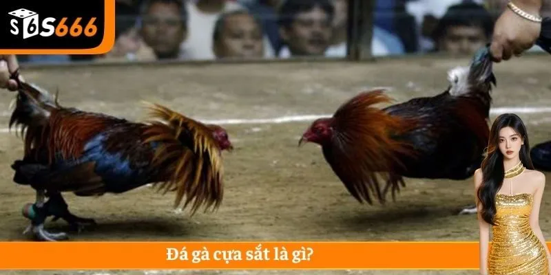 Đá gà cựa sắt là trận đấu thu hút nhiều sự quan tâm của cược thủ