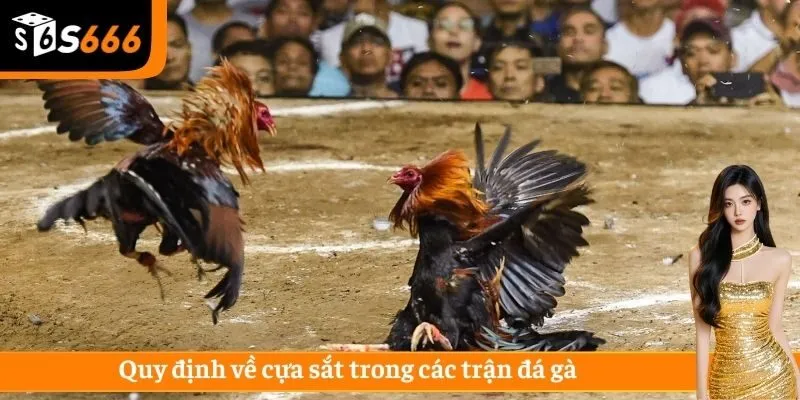 Quy định về cựa sắt trong trường gà đá