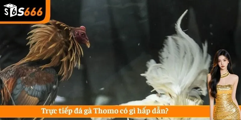 Trực tiếp đá gà Thomo giúp bạn tiết kiệm được nhiều thời gian cá cược